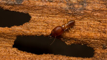 Close Up Termite Soldiers
