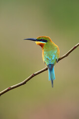 Wall Mural - The blue-tailed bee-eater (Merops philippinus) sitting on the branch. A large green Asian bee-eater sitting on a thin branch with a green background.