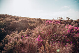 Fototapeta Lawenda - Pink Manx Braken on clear day, Isle of Man