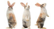 Many different standing poses of three colour cute little rabbits.Lovely action of young rabbits