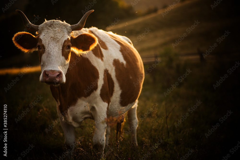 Cows grazing at sunset - obrazy, fototapety, plakaty 