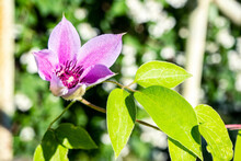 Clematis Piilu (Early Large-flowered Clematis)