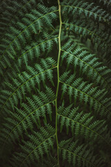  Green complex leaf of fern