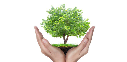 Hands holding sprout young plant.environment Earth Day In the hands of trees growing seedlings