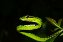 Close Up Of A Beautiful Green Snake From Andaman And Nicobar Islands.