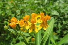 Beautiful Yellow Flowers In The Garden