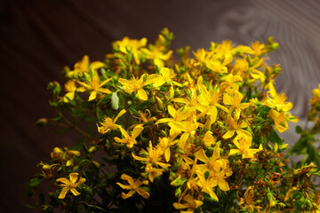 Bunch of medicinal herbs - Hypericum perforatum or St johns wort herb