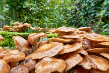 A Group Of Wet Brown Ringless Honey Mushrooms Or Armillaria Tabescens In Autumn Against A Green Background.