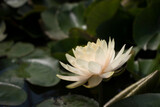 Fototapeta Łazienka - beautiful water lily and lotus
