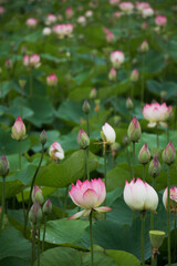 Wall Mural - beautiful water lily and lotus
