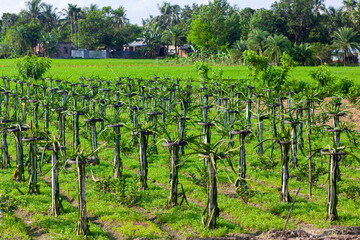 Green dragon fruit land in on the blue sky background.