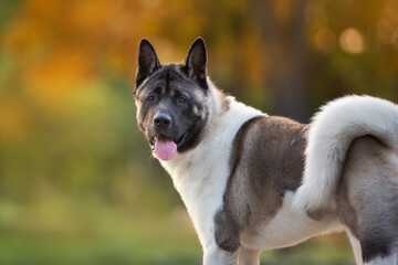 Wall Mural - german shepherd dog