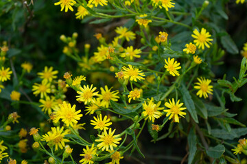 field of wild Brassica carinata flowers