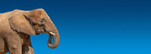 Banner With Portrait Of Huge And Powerful African Elephant With Tusks At Dark Blue Gradient Background With Copy Space For Text, Closeup, Details..
