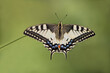 Wonderful butterfly Papilio machaon spread its wings on a summer day