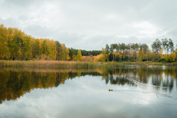 Wall Mural - Landscape of a beautiful lake at the edge of the forest	