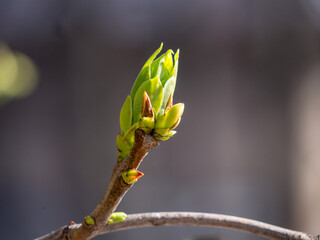 Wall Mural - Close up of a green bud on a branch