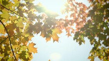 Colorful Fall Leaves Moving In A Gentle Breeze With A Sun Flare