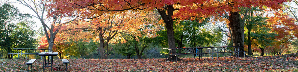horizontal banner of brilliant fall colors bursting with yellow, red and orange on stately old maple