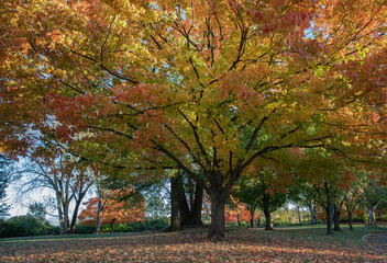 brilliant fall colors bursting with yellow, red and orange on stately old maple trees in an illinois