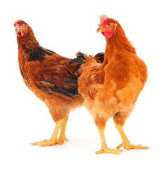 Sticker - Two brown hens isolated.