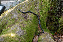 A Single Black Rat Snake Climbing Up The Side Of A Tree