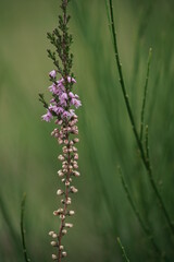 Wall Mural - Heidekraut in Blüte, Details der Natur, Besenheide, Calluna vulgaris