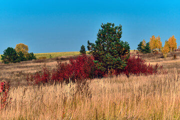 Wall Mural - landscape of central russia agricultural countryside with field. autumn landscape of the samara vall