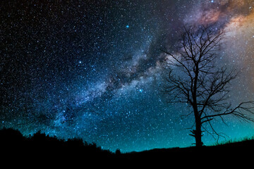 Wall Mural - beautiful starry sky with bright milky way galaxy. night landscape. dry tree on the hill on the star