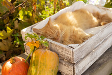 Red Cat Sleeping On A Soft White Blanket, Cozy Home And Relaxation Concept, Cute Ginger Kitten. Autumn Background For Calendar Or Postcard