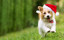 Happy Smiling Cute Christmas Santa Pet Dog Puppy Running In The Grass. Holiday Card Background, Web Banner With Copy Space.