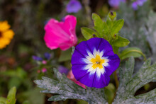 Purple Flower Morning Glory 