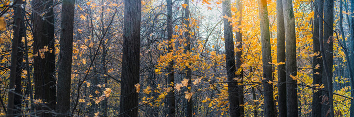 Wall Mural - Panoramic forest autumn landscape with colorful leaves and trees