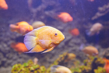 Heros efasciatus. Severum Cichlid swims in the aquarium. Red Spotted Severum