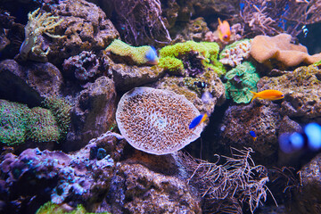 Wall Mural - Sea anemone and different fish in marine aquarium.