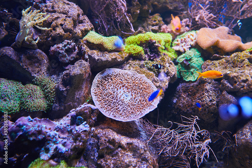 Fotomural Sea anemone and different fish in marine aquarium.