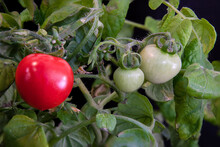 A Bountiful Tomato Plant Bush With A Bright Red, Ripe Cherry Tomatoe And Smaller Green, Unripe Fruits. Green Leaves On Black Background Fully Organic And Home Grown. 
