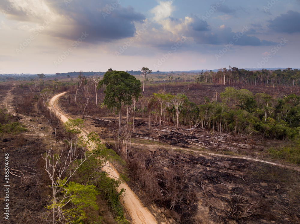 Drone aerial view of deforestation in the amazon rainforest. Trees cut and burned on an illegal dirt road to open land for agriculture and livestock in the Jamanxim National Forest, Para, Brazil. - obrazy, fototapety, plakaty 