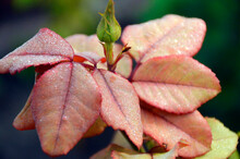 Frost On Red Leaves And A Closed, Not Blooming Rosebud. The First Sign Of Winter Coming