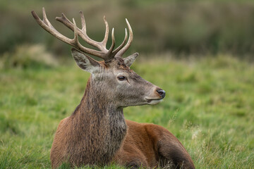 Poster - A close up profile portrait of a young red deer stag relaxing on the grass and looking to the right into copy space