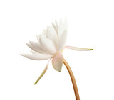 Fototapeta Tulipany - Beautiful blooming lotus flower isolated on white