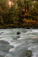 Wall Mural - Fall Colors Along the Nooksack River in this Pacific Northwest Rain Forest. Silky smooth water, reds and yellows, dominate the landscape of this Washington state destination near Mt. Baker, Washington