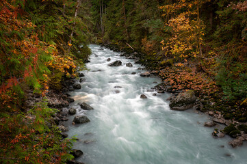 Wall Mural - Fall Colors Along the Nooksack River in this Pacific Northwest Rain Forest. Silky smooth water, reds and yellows, dominate the landscape of this Washington state destination near Mt. Baker, Washington