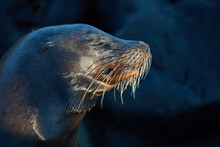 Sea Lion Head Face Portrait Galapagos Islands Of Ecuador In South America