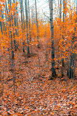  September landscape near the forest lake in the autumn day
