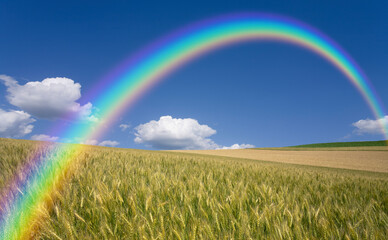  麦畑と雲と虹