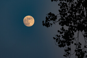moon tree