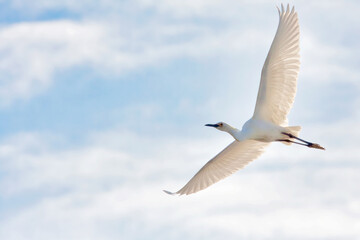 Great white egret flying overhead with wings fully spread.