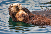 Mother Sea Otter With Her Baby Lying On Her While Afloat.