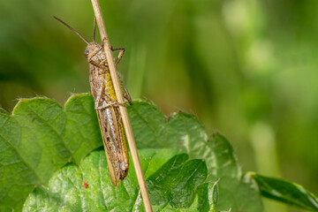 Wall Mural - Locust macro